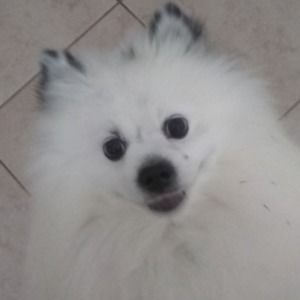 Meet your Posher, Pamela